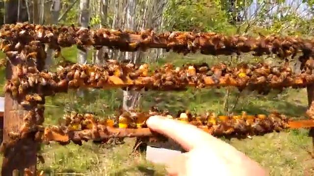 Jalea real смотреть онлайн