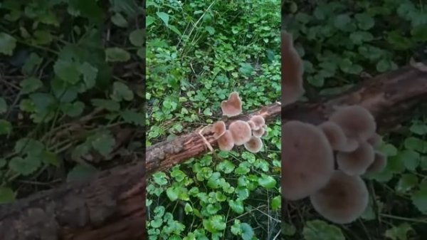 ЧЕСНОЧНИК ОБЫКНОВЕННЫЙ.Mycetinis scorodonius.ЧЕСНОЧНИК ВОНЮЧИЙ.Marasmius foetens.