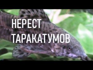 НЕРЕСТ ТАРАКАТУМОВ | ИНКУБАЦИЯ ИКРЫ ТАРАКАТУМОВ | МАЛЁК ТЕРНЕЦИИ ГЛОФИШ