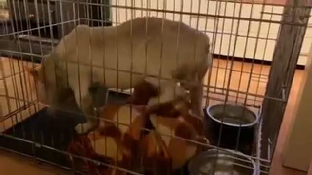 Цезар🐾 смотреть онлайн