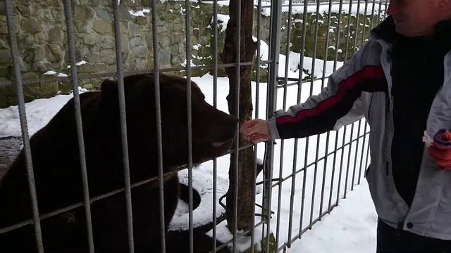 Мини Зоопарк. Бурые медведи - Потап, Настя и друзья. смотреть онлайн