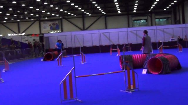 D-Open Large Андреева Светлана Бельгийская овчарка Грюнендаль ОРХИДЕЯ ОТ СОЛЬНИКА смотреть онлайн