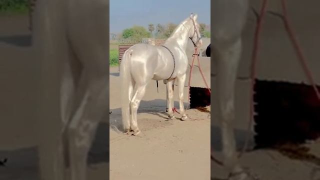 Ахалтекинец, туркменская лошадь, одомашненная 3000 лет назад #Shorts смотреть онлайн