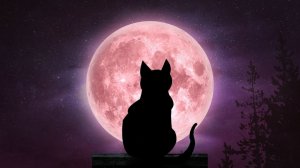 «Кошки». Мистическая история.