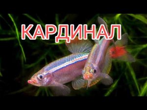 КАРДИНАЛ. СОДЕРЖАНИЕ, КОРМЛЕНИЕ, СОВМЕСТИМОСТЬ И РАЗМНОЖЕНИЕ.