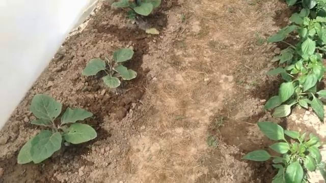 Укрытие для перца и баклажан. Летний вариант укрытия.mp4 смотреть онлайн