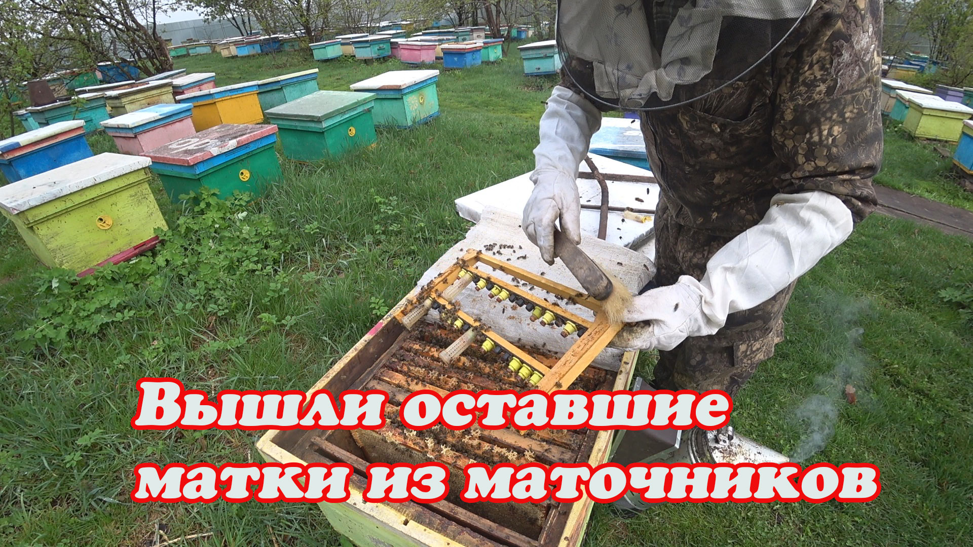 ОТБОР ПОСЛЕДНИХ ВЫШЕДШИХ МАТОК, МЕЧЕНИЕ, ПОДСАДКА В ПЕРЕСЫЛОЧНЫЕ КЛЕТОЧКИ, НУКЛЕУСНЫЙ ПАРК. смотреть онлайн