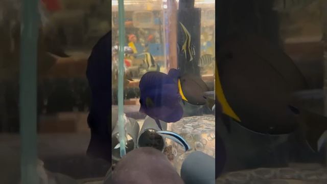 Калипсо Аква. смотреть онлайн