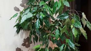 Секреты обильного цветения гибискуса. Уход за гибискусом (розаном).