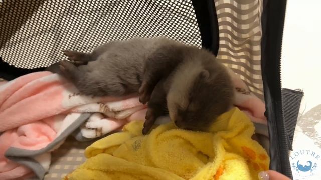 Baby Otter's Eyes are Open! смотреть онлайн