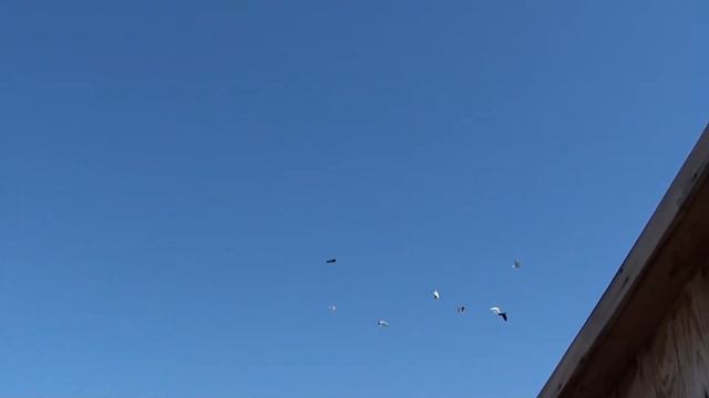 Pigeon. ГОЛУБИ набирают обороты!!!!! смотреть онлайн