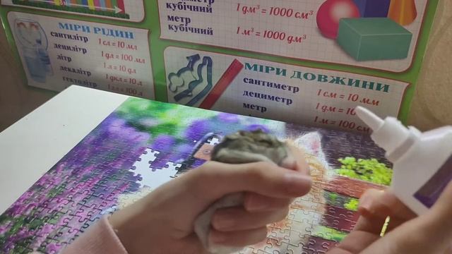 Закис глазик у хомячка?. Что делать? смотреть онлайн