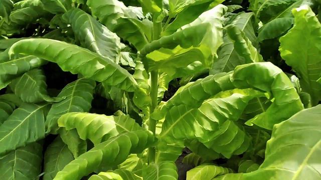 Богомолы на табаке ! смотреть онлайн