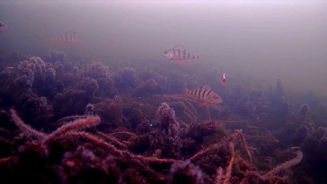 Безмотылка своими руками, Как оснастить безмотыльную мормышку бисером, Рыбалка 2022 смотреть онлайн