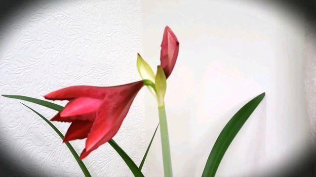 Amaryllis Flowers In Bloom I Time Lapse смотреть онлайн