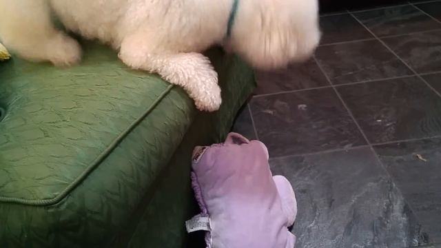 Problem Solving Puppy смотреть онлайн