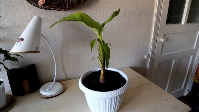 Декоративный банан ДО и ПОСЛЕ смотреть онлайн