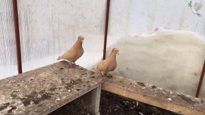 Бакинские голуби. Самарская область