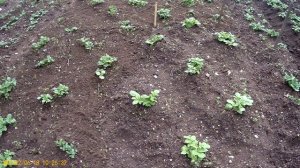 Картофель-СЫНОК