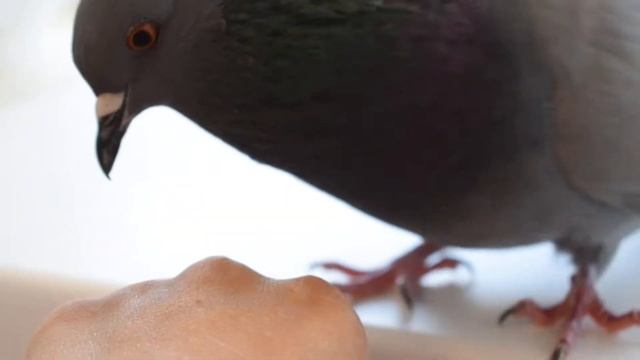 Голубь . Голубь клюется, следы от клюва))) смотреть онлайн