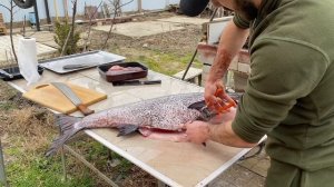 Как чистить большую рыбу. Толстолобик