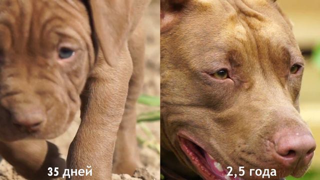 LETTA LEGACY SPARTA’S (БЫЛО-СТАЛО) смотреть онлайн