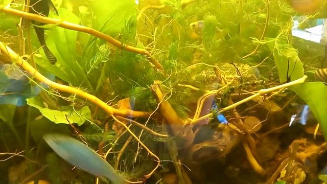 Эхинодорус или Подорожник? смотреть онлайн