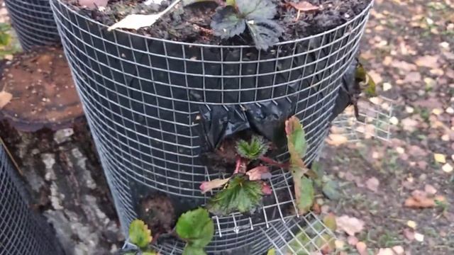 Вертикальная грядка с клубникой после небольшого заморозка смотреть онлайн