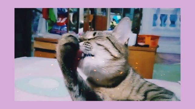 Кошка Муся умывается. смотреть онлайн