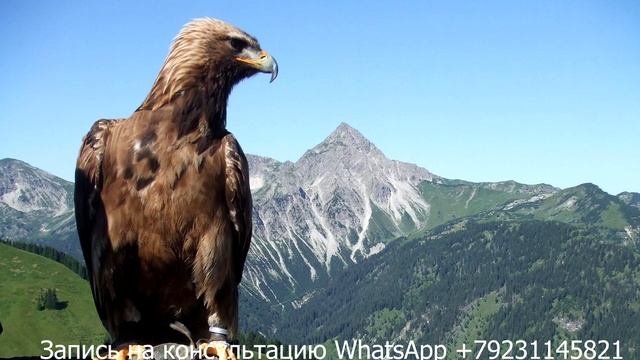 Медитация горная вершина смотреть онлайн