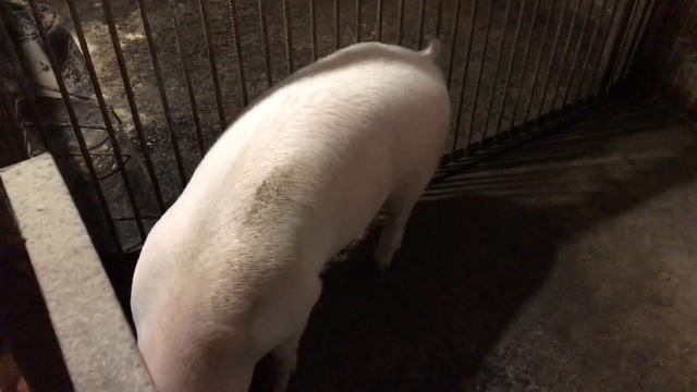 ✅Де КУПИТИ СВИНОМАТОК, лакто GRANULKA? смотреть онлайн