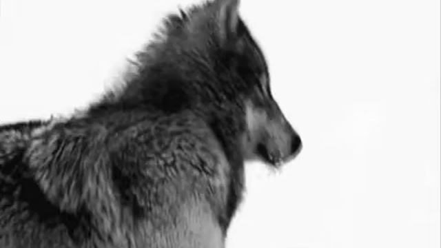 Сергей Беликов Волчья стая смотреть онлайн