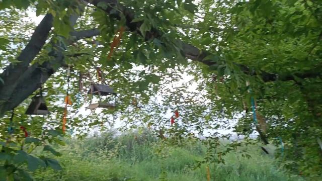 Дерево Стрибога в летнюю пору? смотреть онлайн