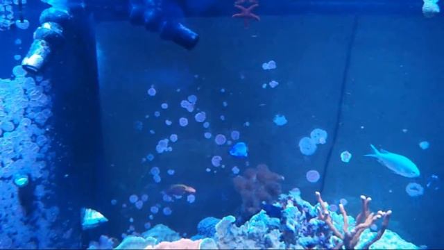 Episode 54 - Bicolor Blenny Care смотреть онлайн