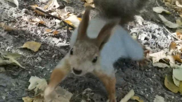 Кормим белочек ?️ в Нескучном саду (30.09, Парк Горького, Москва) | Feeding the squirrels | # 104 смотреть онлайн