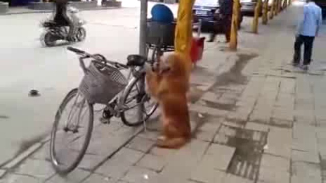 Удивительный пес смотреть онлайн