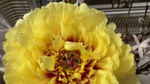 Пион ИТО гибрид «Сонома Едо», Itoh Peony «Sonoma Yedo»