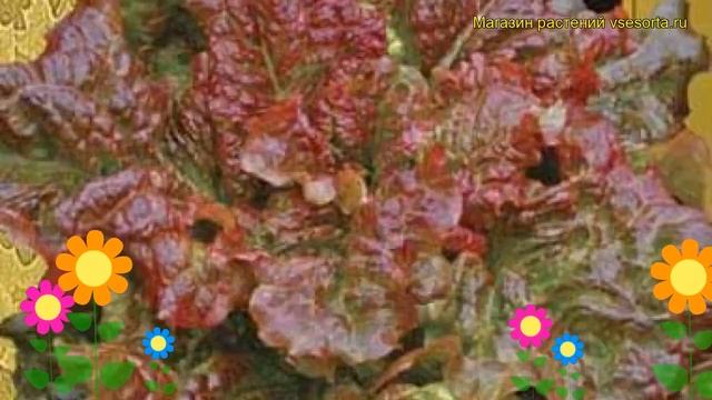 Салат листовой Вишневая дымка. Краткий обзор, описание характеристик Vishnevaya dymka смотреть онлайн