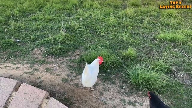 Top 5 *BEST* Egg Laying Chicken Breeds!