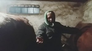 Сколько Раз Доить Корову . 2 раза или 3 раза доим корову .