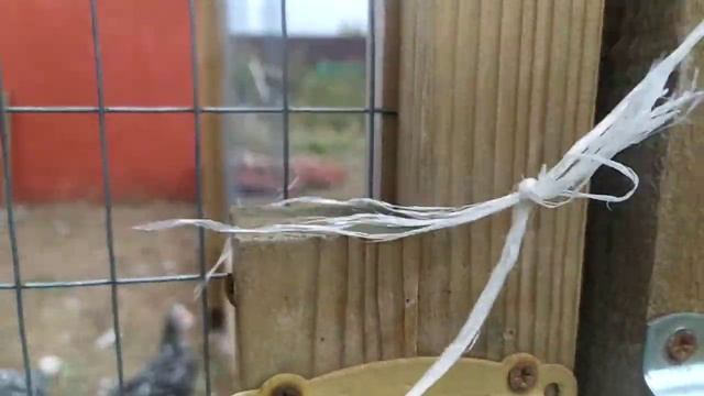 Петушкам 4.5 месяца. Пушкинские и помесь смотреть онлайн