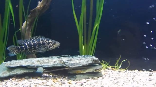 Манагуанская цихлазома и пираньи смотреть онлайн