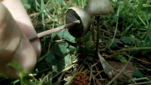 Panaeolus papilionaceus - the keys смотреть онлайн