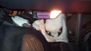 Диагностический разъем OBD2 на Volkswagen Tiguan