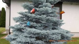 Ель колючая Мисти Блю (picea misty blue) ? ель Мисти Блю обзор: как сажать саженцы ели Мисти Блю