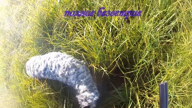 Охота с легавой Дупель Заливные луга, август смотреть онлайн