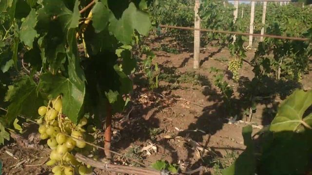 Три сорта винограда от которых не откажусь НИКОГДА!