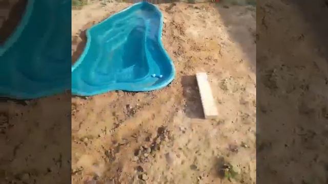 Symiko.ru | Собака Лютер ищет дом. Отдаем бесплатно. Собаки в дар в добрые руки.