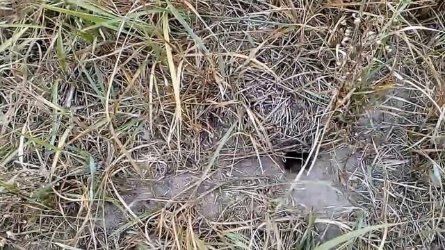 По следу кабана смотреть онлайн