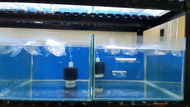 BEGINI RUPA GUPPY BLUE SKY / TOPAZ HARGA 1 JUTA смотреть онлайн
